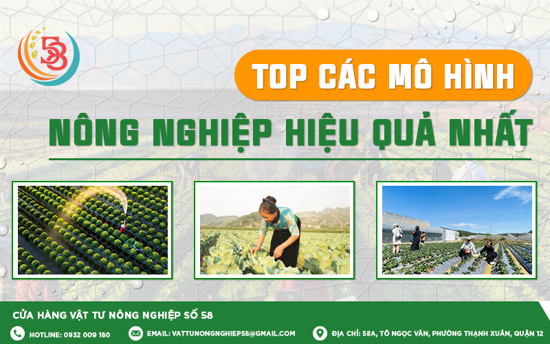TOP CÁC MÔ HÌNH NÔNG NGHIỆP HIỆU QUẢ NHẤT
